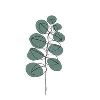 minimalistic illustration one line sprig of eucalyptus vector