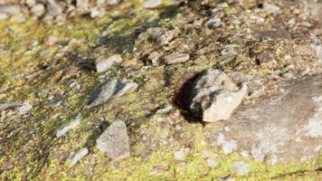 close-up van rotsachtige stenen formatie video