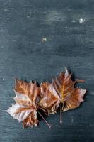 borde de hojas de color de otoño con espacio de copia de madera rústica plano foto