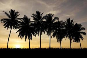 Silhouette of coconut trees in a beautiful evening photo