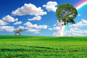 An elephant walks alone in the meadow. Forest conservation concept for elephants photo