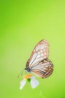 Beautiful butterflies in nature are searching for nectar from flowers in the Thai region of Thailand. photo