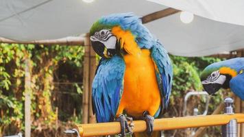 Macaws are birds photo