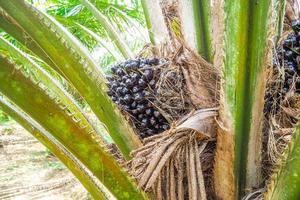 Parcelas de palma aceitera de 6 años en Tailandia foto