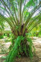 6-year-old oil palm plots in Thailand photo