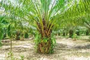 6-year-old oil palm plots in Thailand photo