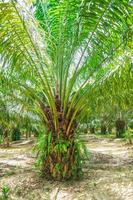 6-year-old oil palm plots in Thailand photo