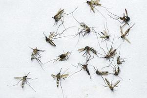 A large number of dead mosquitoes on a white background.