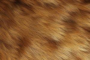 Macro brown goat texture with extremely fine fur. Wild animal nature background photo