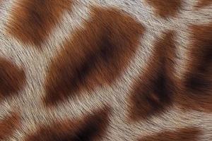 Animal Skin Textures