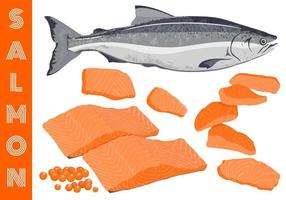 Set fresh raw trout salmon whole fish, caviar, sliced piece, ingredient of fillet steak, Scandinavian Norwegian food, sashimi sushi Japanese style, Pescetarian seafood cooking, healthy nutrition meal. vector