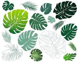 Type of plant philodendron, monstera. Elements different botanical foliage green nature botany tropical leaves collection set. Isolated cutout on white background. Vector for summer decoration design.