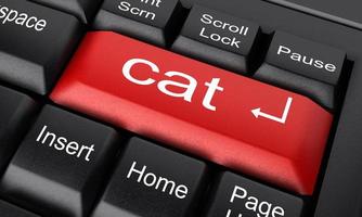 cat word on red keyboard button photo