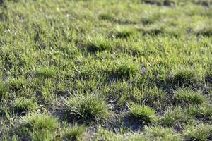 Green spring grass in the garden in the sunlight photo