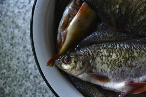 Fresh fish crucian carp and roach in a saucepan photo