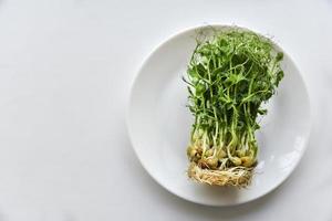 Sprouted seeds and pea stalks on a white plate photo