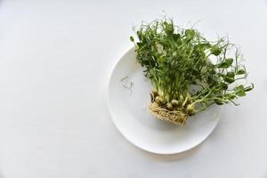 Sprouted seeds and pea stalks on a white plate photo