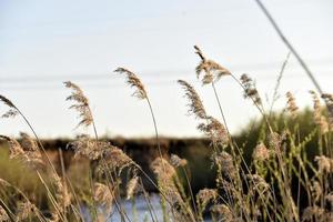 Scirpus reed is a genus of perennial and annual coastal aquatic plants of the Sedge family photo