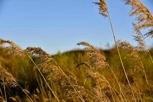 Scirpus reed is a genus of perennial and annual coastal aquatic plants of the Sedge family photo