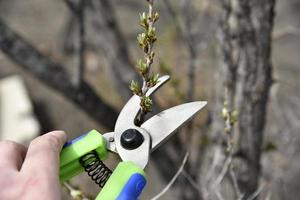 podadora de jardín en acción en el jardín en primavera foto