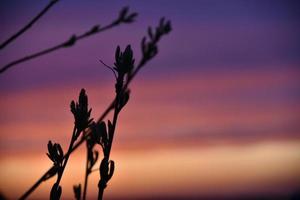 Red and blue evening sunset through the branches of trees photo