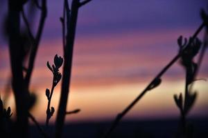 Red and blue evening sunset through the branches of trees photo