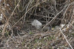 Garbage and household waste on the riverbank from vacationers. Environmental pollution. photo