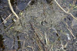 Mud and algae in the river in spring photo