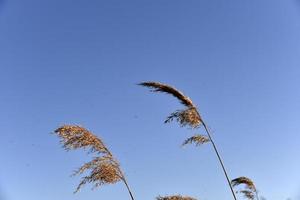 scirpus reed es un género de plantas acuáticas costeras perennes y anuales de la familia de las juncias foto
