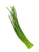onion flower stem on white background photo