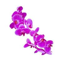 Flor de orquídea púrpura aislado sobre fondo blanco. foto