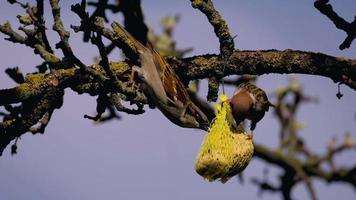 dois pardais se alimentando em um dia ensolarado de primavera video