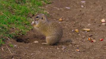 Ground squirrel standing and eating video