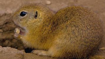 Ground squirrel close up shot video