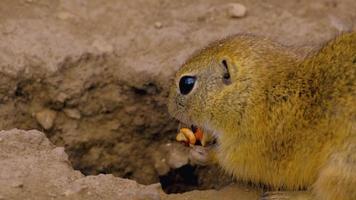 Ground squirrel eating nut close up shot video