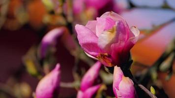 magnolia bloem close-up shot video