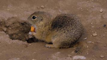Ground squirrel eating carrot close up shot video