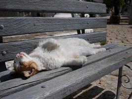 a cat sunbathing on public bench photo