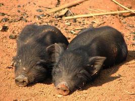 cloase up little black pigs sleeping photo