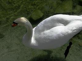 a white swan floating in the lake photo