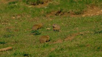 Ground squirrels on meadow video