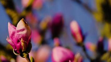 fleurs de magnolia - mise au point changeante video