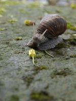 close up of Helix pomatia snail photo