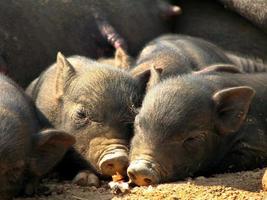 cloase up little black pigs sleeping photo
