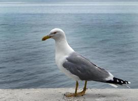 a standing grey seagull on the concrete wall photo