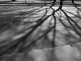 foto en blanco y negro de la sombra de las ramas de los árboles en la carretera