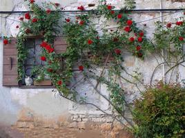 bonito árbol de rosas en la antigua muralla con un gato sentado en la ventana de madera foto