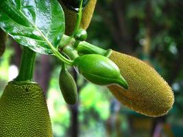 tropical sapling young green jackfruits  hanging on the trees photo