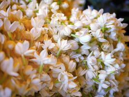 Bunch of white jasmine aromatic flowers for merit photo