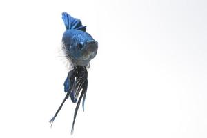 A blue fighting fish on white background photo